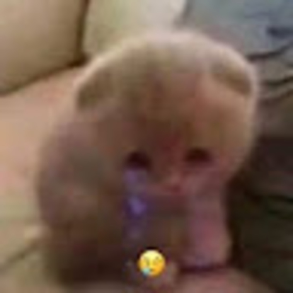 Meet your Posher, Aoife :3